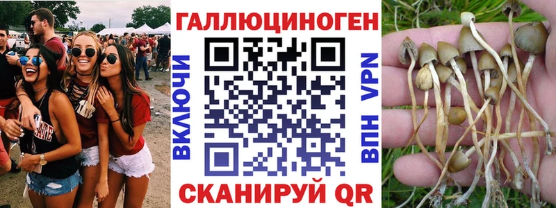 blacksprut ссылка Новокузнецк Псилоцибиновые грибы Psilocybine cubensis